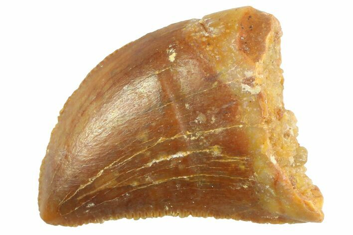 Serrated, Baby Carcharodontosaurus Tooth - Morocco #347079